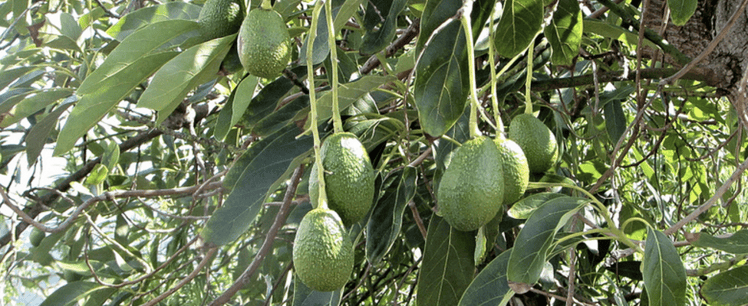 an avocado tree is one of the best fruit trees on Kauai