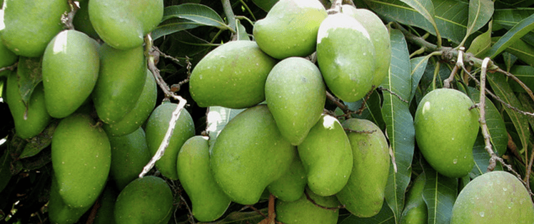 a mango tree is one of the best fruit trees on Kauai