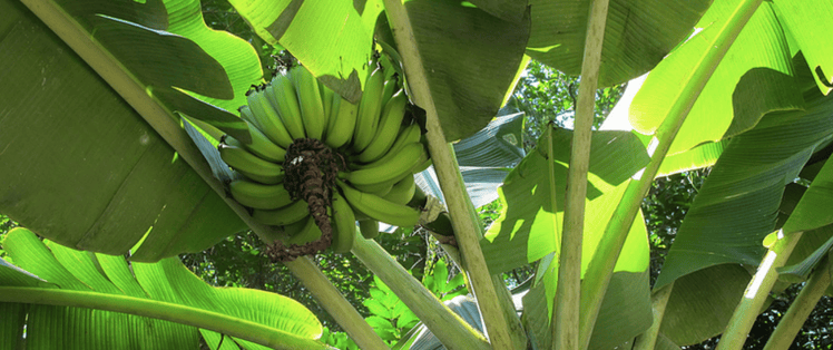 a banana tree is one of the best fruit trees on Kauai