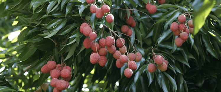 a lychee tree is one of the best fruit trees on Kauai