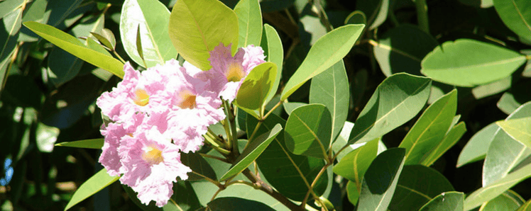 pink tecoma is an invasive plant on the island of Kauai