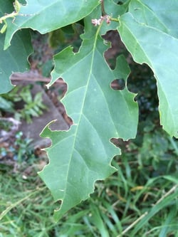 There are a number of products you can use to control the bougainvillea looper caterpillar