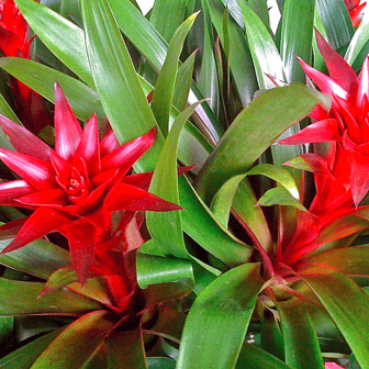 bromeliads are colorful, shade-loving plants that make a bold impact on Kauai landscapes