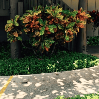 crotons are colorful, shade-loving plants that make a bold impact on Kauai landscapes crotons are colorful, shade-loving plants that make a bold impact on Kauai landscapes
