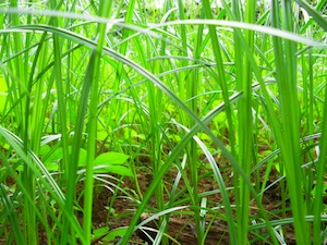 Hungry Turf: When (and Why) To Fertilize Kauai Lawns