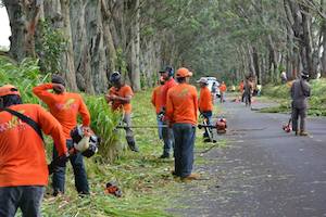 Community Works: Clearing The Koloa Tree Tunnel