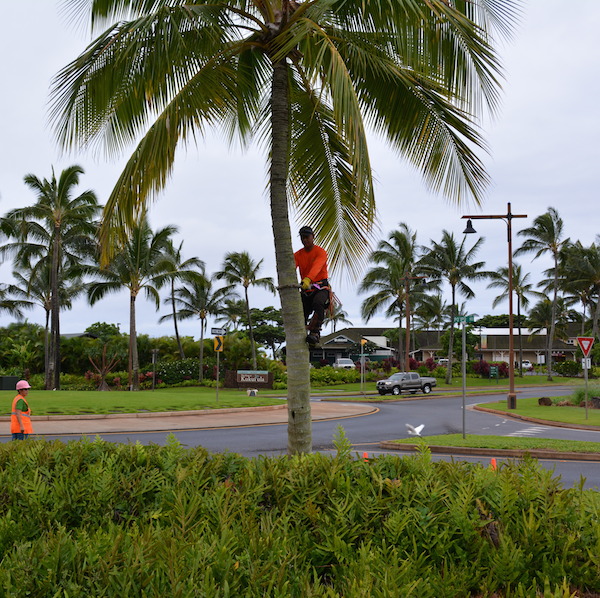 Why Dedication Matters (We’re Talking About Landscape Crews)