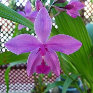 Spathoglottis flower