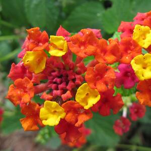 Lantana flower