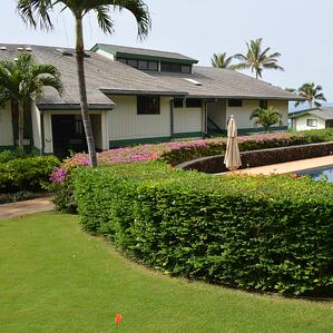 Coconut trees can enhance your Kauai property