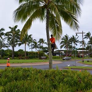 Using special equipment for proper coconut tree trimming