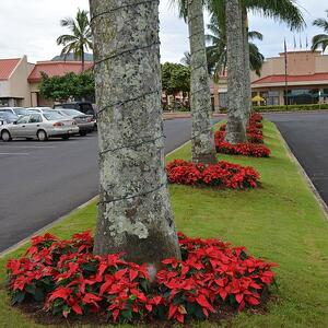 How much do coconut trees cost 