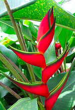 heliconias are exotic flowers on Kauai