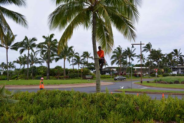coconut-palm-trimming-at-Kukuiula-Roundabout