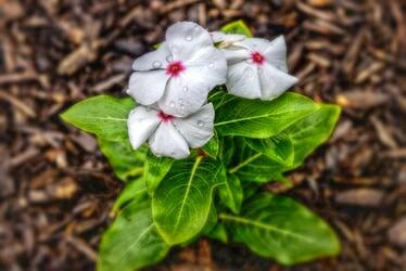 The Disease Threatening Impatiens - What To Plant Instead