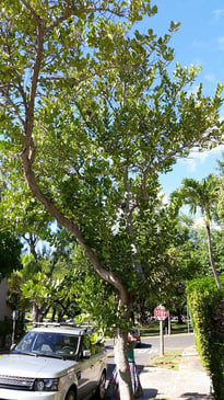 Madagascar olive tree stands up to high winds on Kauai