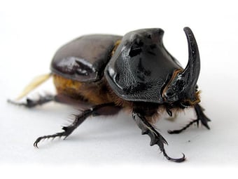 the rhinoceros beetle, which is not yet on Kauai but has been known to wipe out coconut trees on the Big Island and Oahu