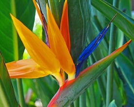 Birds of Paradise by a swimming pool in Hawaii