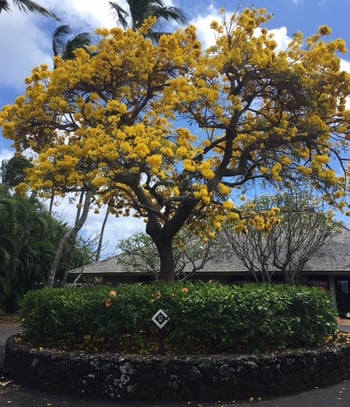 Mature tree at Kiahuna Plantation