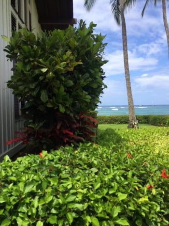 Ground cover and shrubs at Kiahuna Plantation