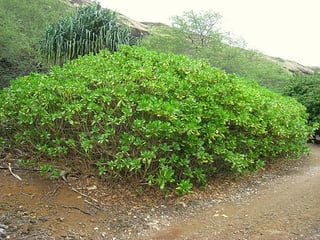 the Naupaka shrub can be used as a windbreak on Kauai