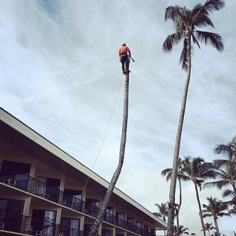 removing palm trees is a labor-intensive job that requires expertise and specialized equipment