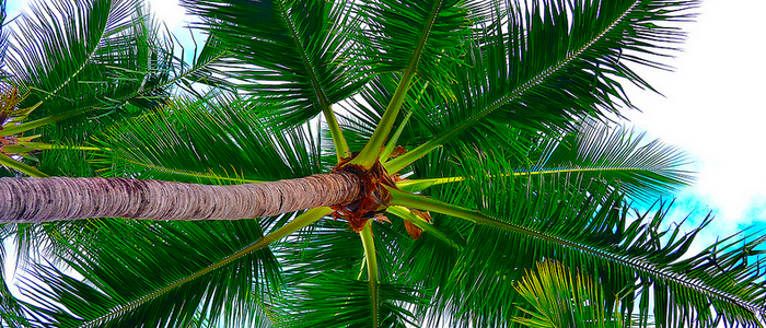 if the center stalk appears stunted that is one sign that a palm tree is stressed