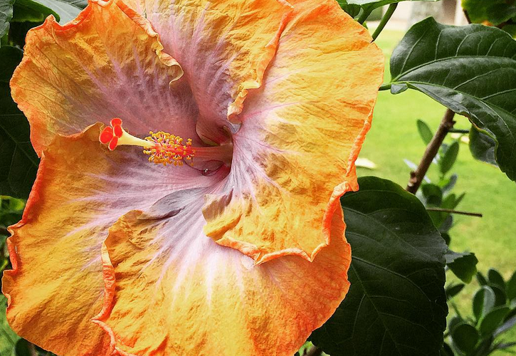 Fragrant hibiscus is great for creating a living fence on Kauai
