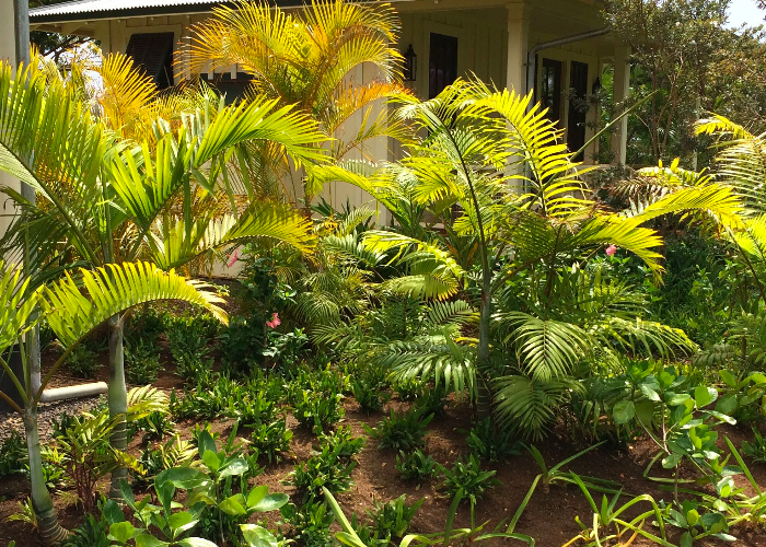 areca palm trees are great for creating a living privacy fence on Kauai