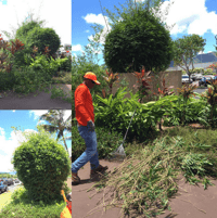 extensive pruning is typically considered a landscape service enhancement