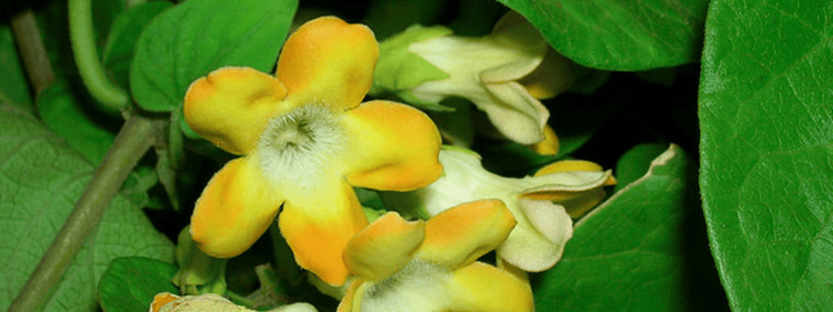 pakalana is one of the best flowering vines on Kauai