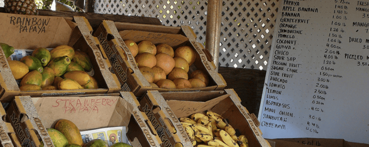 a papaya tree is one of the best fruit trees on Kauai