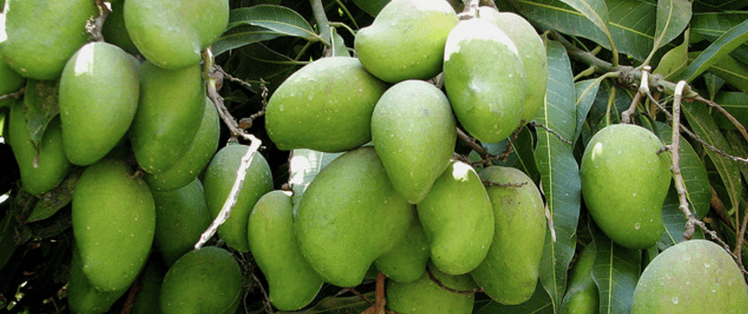 a mango tree is one of the best fruit trees on Kauai