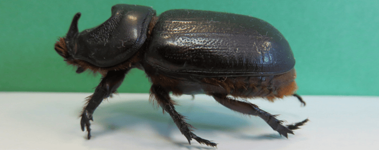 Rhinoceros beetles bore into the palm crown, cutting through developing leaves.