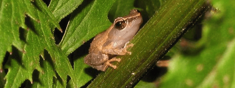 There are no known natural predators to naturally “manage” coqui frogs.