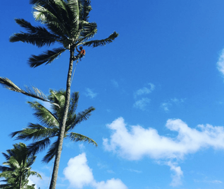 Hire a trained, licensed professional to prune coconut palms.