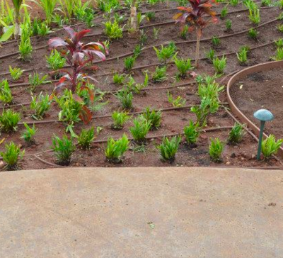 Drip irrigation is ideal for landscape beds and areas with groundcover.
