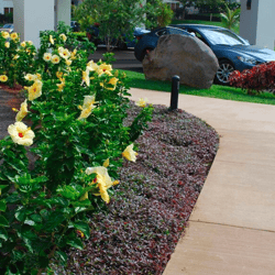 curbs, edging and sidewalks should be free of weeds and debris