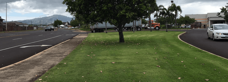 The warm-season grass type used at high-traffic retail sites like Costco is El Toro Zoysia grass.