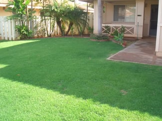 low maintenance turf is part of a sustainable landscape
