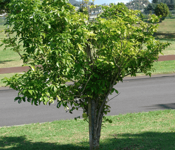 Harpullia pendulla is a good tree for parking lot islands