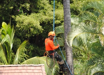 Tree trimmers for NKO