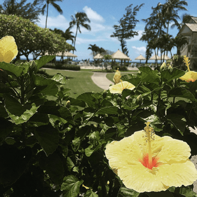 Hibiscus in a butterfly garden