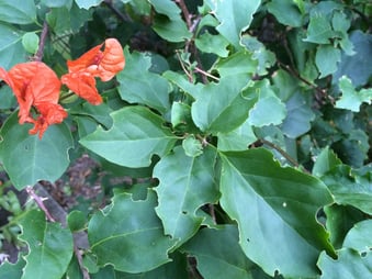 scalloped leaves on bougainvillea plants bougainvillea looper caterpillar