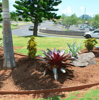 keep down pest control costs on Kauai by giving plants enough room for air circulation if they require it