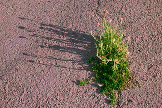 cracks and weeds in asphalt on commercial properties are often neglected