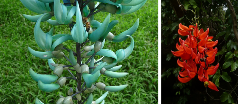 green and red jade are some of the best flowering vines on Kauai